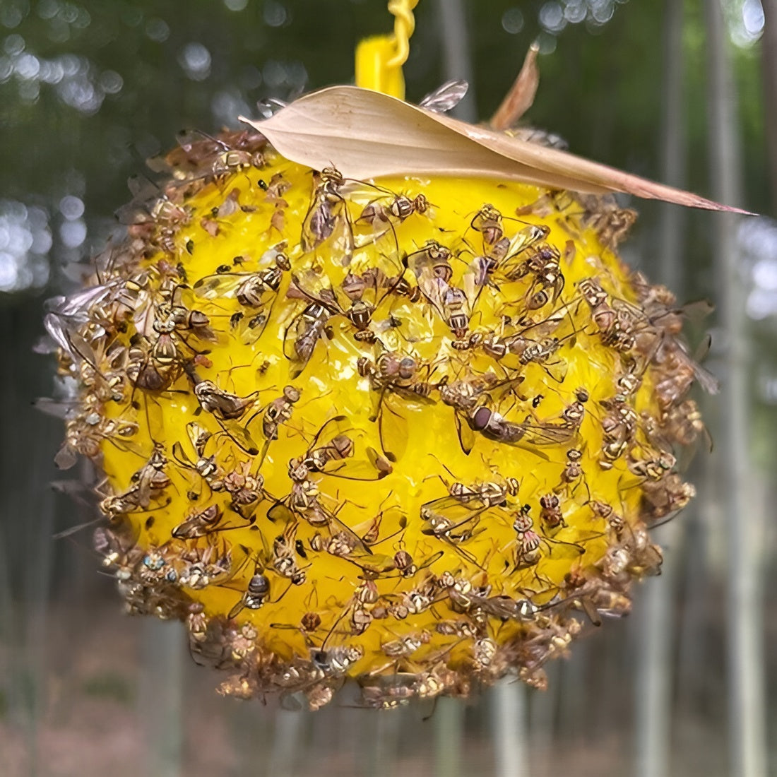 Trampa para insectos