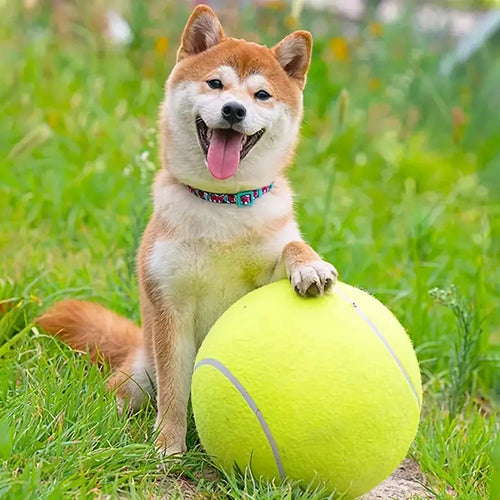 Pelota de tennis para mascotas
