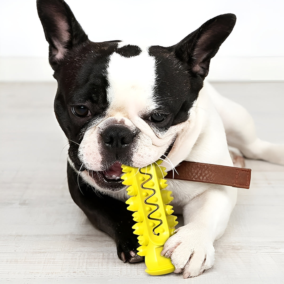 Cepillo de dientes Molar para perros
