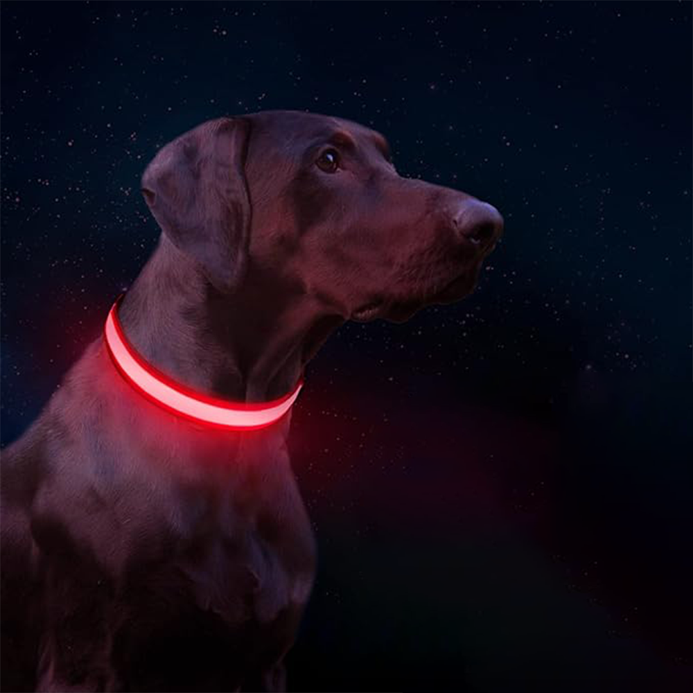 Collar LED para perros